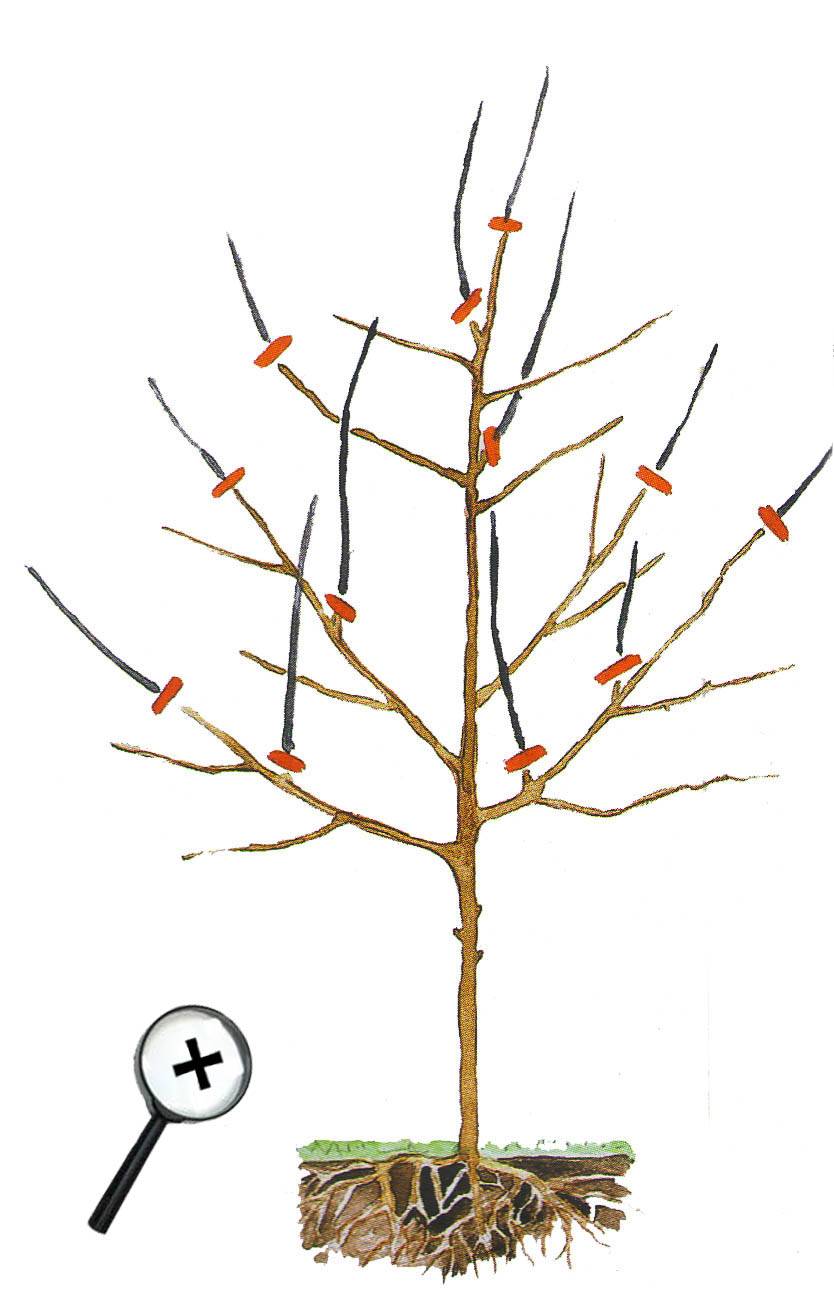 Осенняя обрезка плодовых деревьев для начинающих садоводов: сроки и пошаговое описание в картинках | (фото & видео)