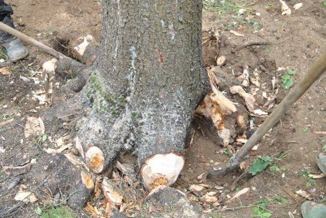 Как сделать ручной корчеватель для кустов и мелких деревьев