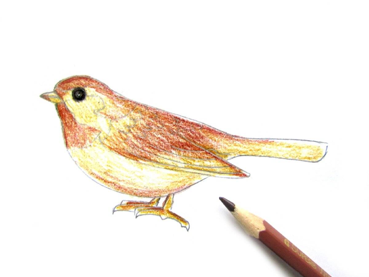 Как нарисовать воробья карандашом поэтапно. рисунки для детей карандашом воробей