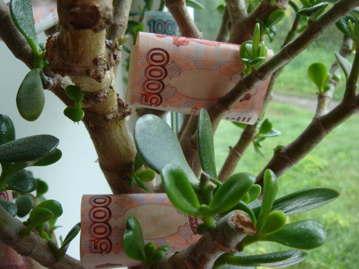 Как сажать денежное дерево для привлечения денег и в какой горшок?