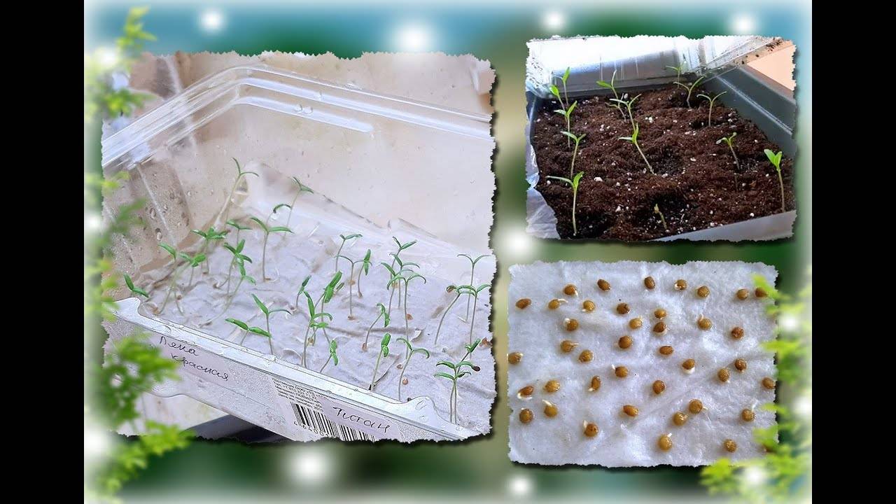 Как посеять семена на туалетной бумаге: подробная инструкция