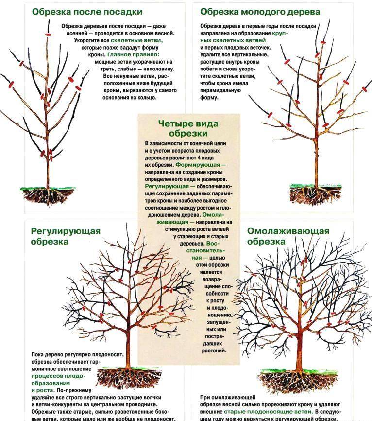 Весенняя обрезка плодовых деревьев: советы опытных садовников и подробное видео обрезки