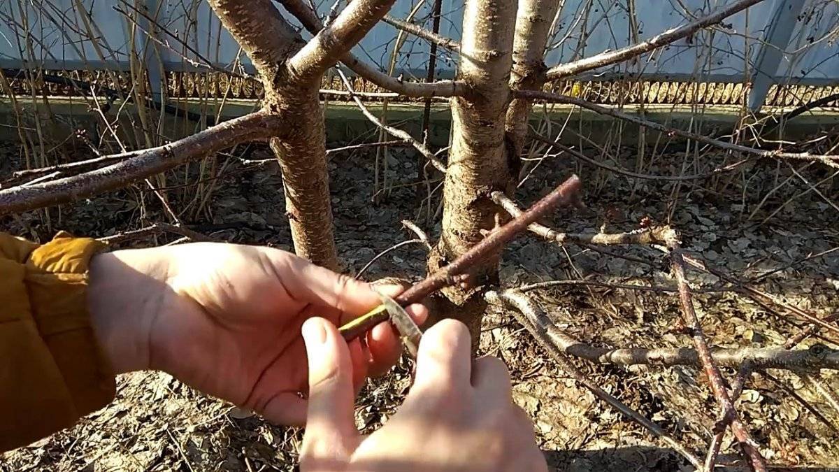 Как привить дерево правильно весной - видео инструкция о прививке деревьев
