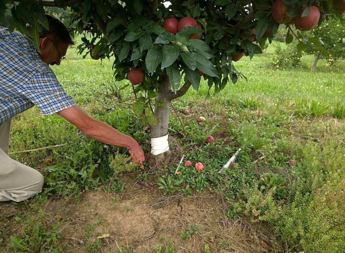 Как заставить яблони начать плодоносить? / асиенда.ру
