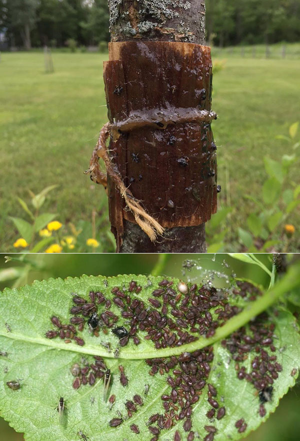 12 простых способов как избавиться от муравьев в 2022 году в огороде и саду навсегда: средства народные и покупные
