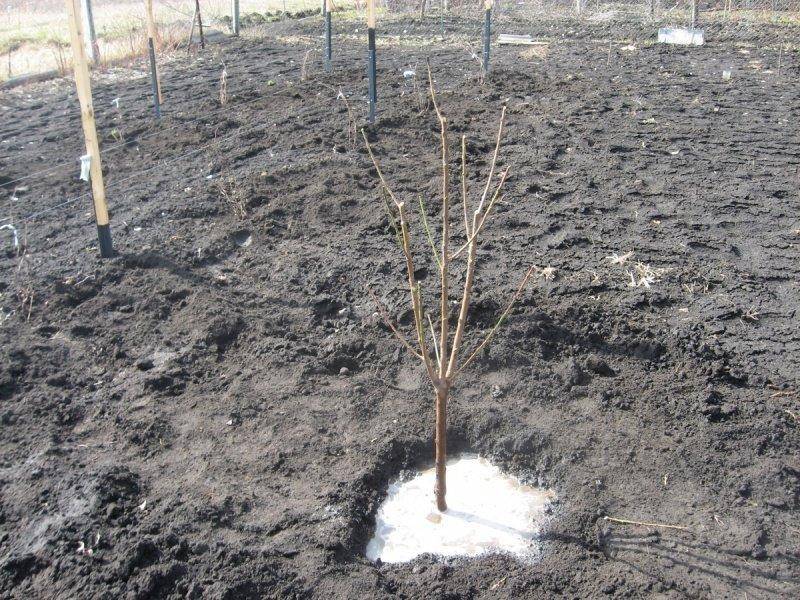 Как сажать деревья на участке