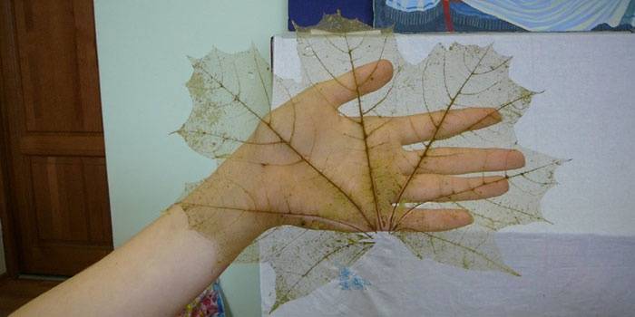 Аппликация из листьев Осенние картины: своими руками