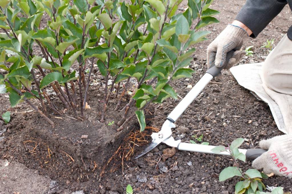 Как вырастить яблоню из семечка в домашних условиях: правила выращивания саженца из косточки