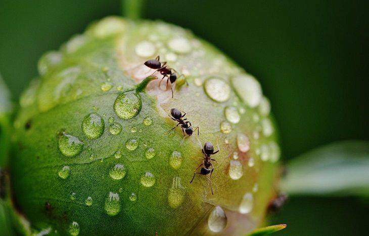 Как избавиться от муравьев на яблоне – способы защиты