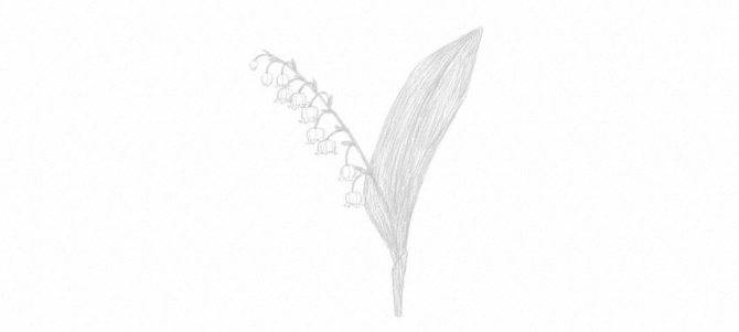 Рисунок воробья для детей карандашом, раскраска на ветке, дереве с кормушкой, хлебом, цветком
