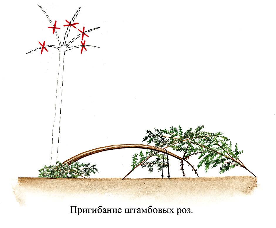 Как сделать розарий своими руками - пошаговая инструкция - сад и клумба