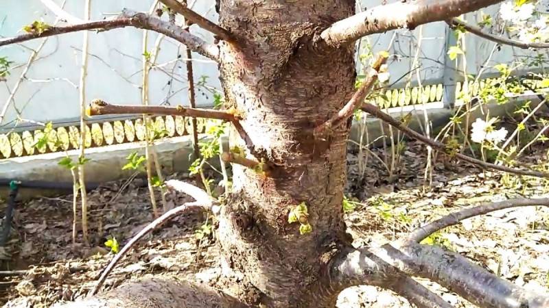 Как с помощью дрели привить дерево