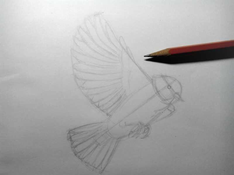 Рисунки птички для детей карандашом для срисовки на ветке, кормушке, проводах