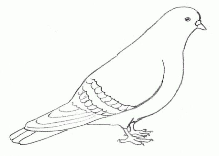 Рисунки птички для детей карандашом для срисовки на ветке, кормушке, проводах
