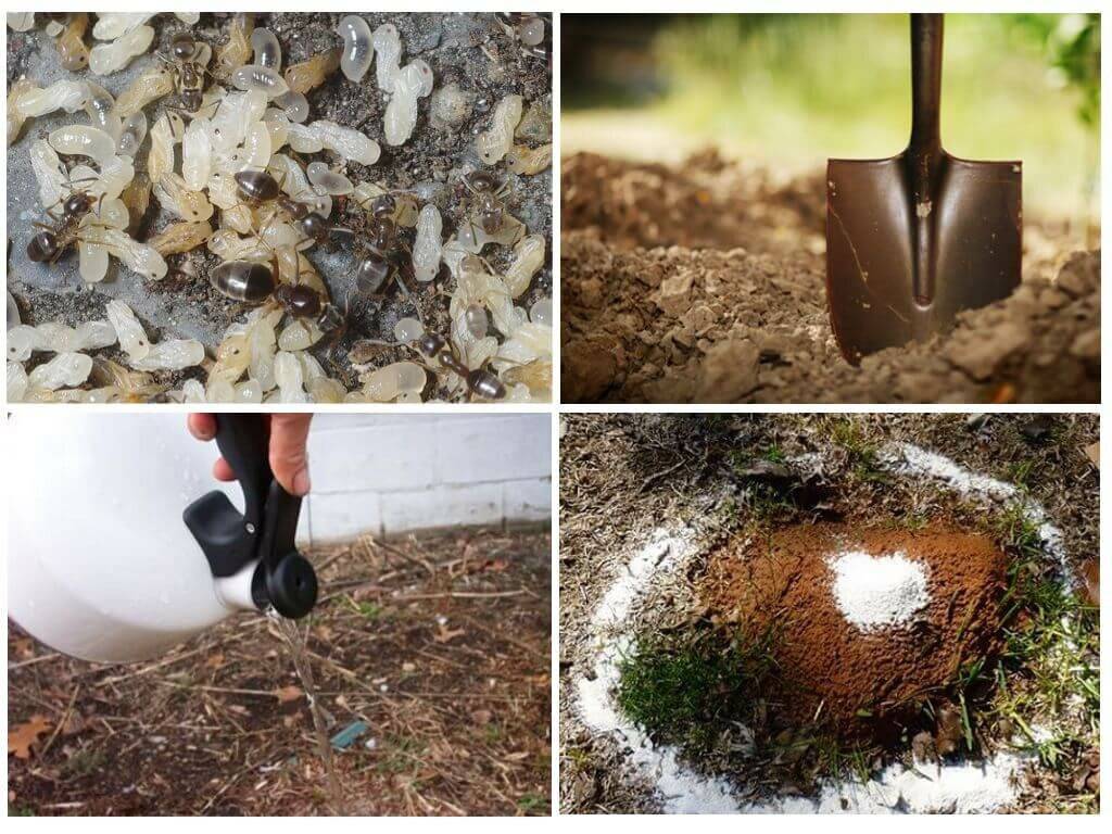 Как защитить яблоню от муравьев и избавится от них, если уже завелись