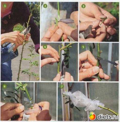 Розарий на даче: как сделать его визитной карточкой двора