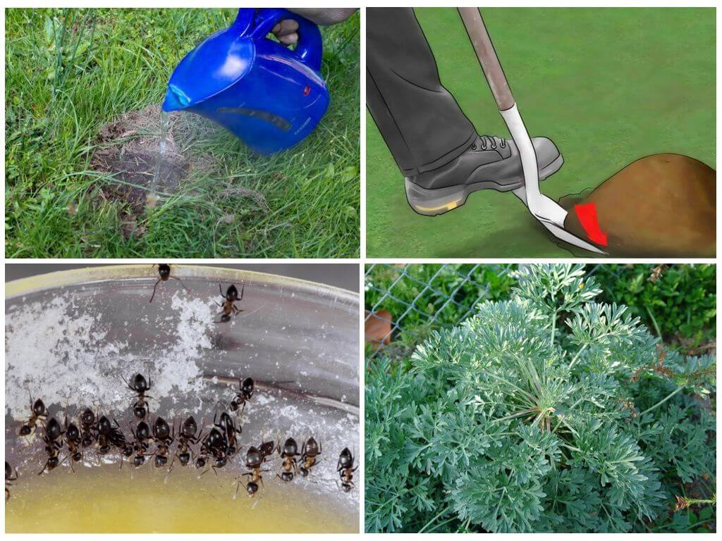 Как бороться с муравьями в огороде и саду: 30 лучших способов