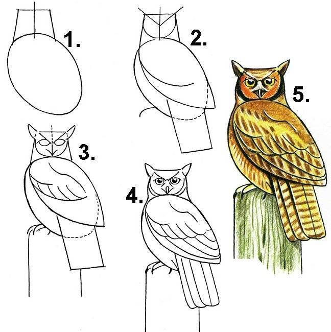 Сова. рисунки карандашом для детей для срисовки с книгой, крыльями на ветке, дереве, камне