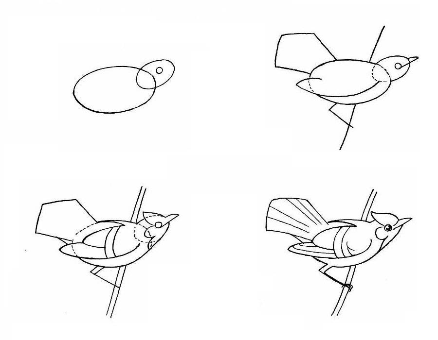 Как рисовать птицу карандашом