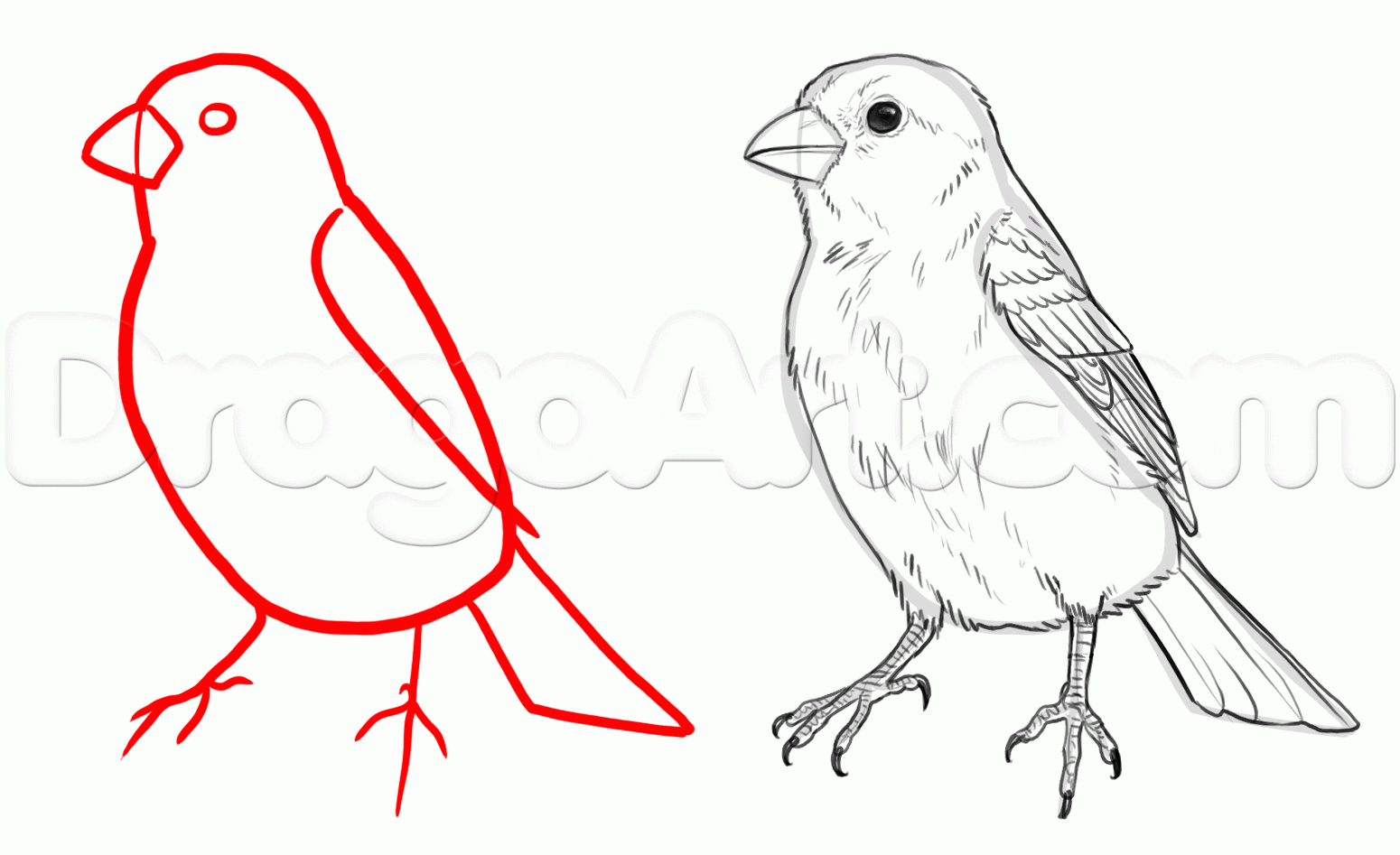Кормушка для птиц своими руками – виды конструкций, материалов, способов и чертежей
