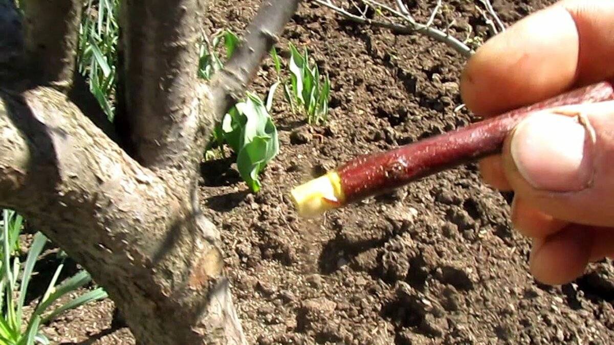Как проводить прививку фруктовых деревьев весной