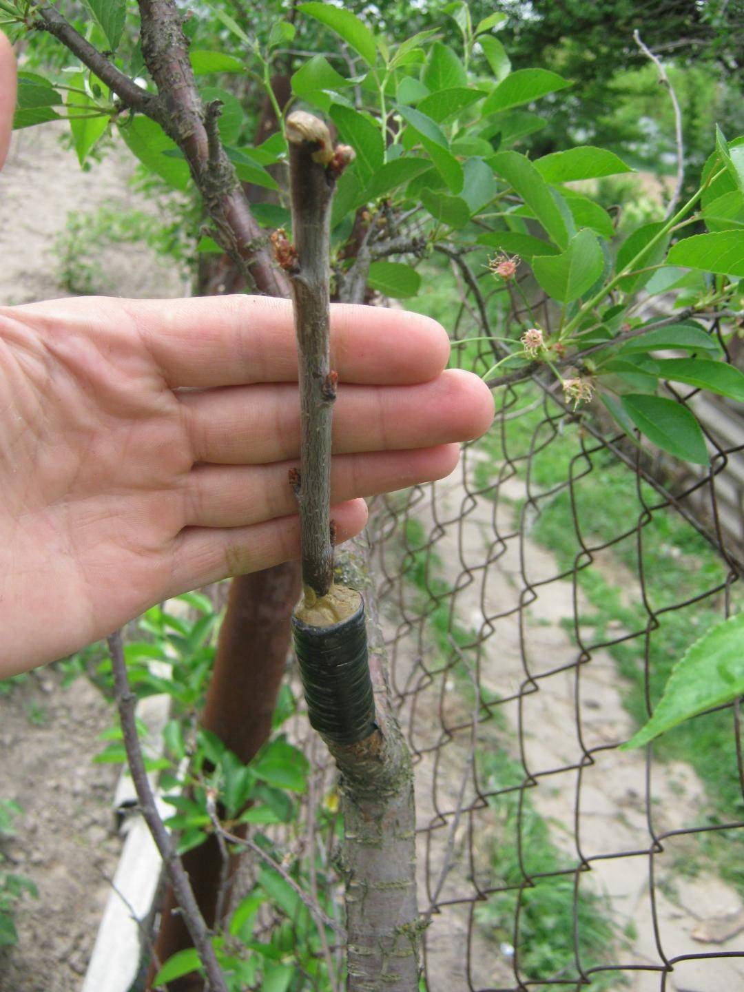 Как привить дерево правильно весной - видео инструкция о прививке деревьев