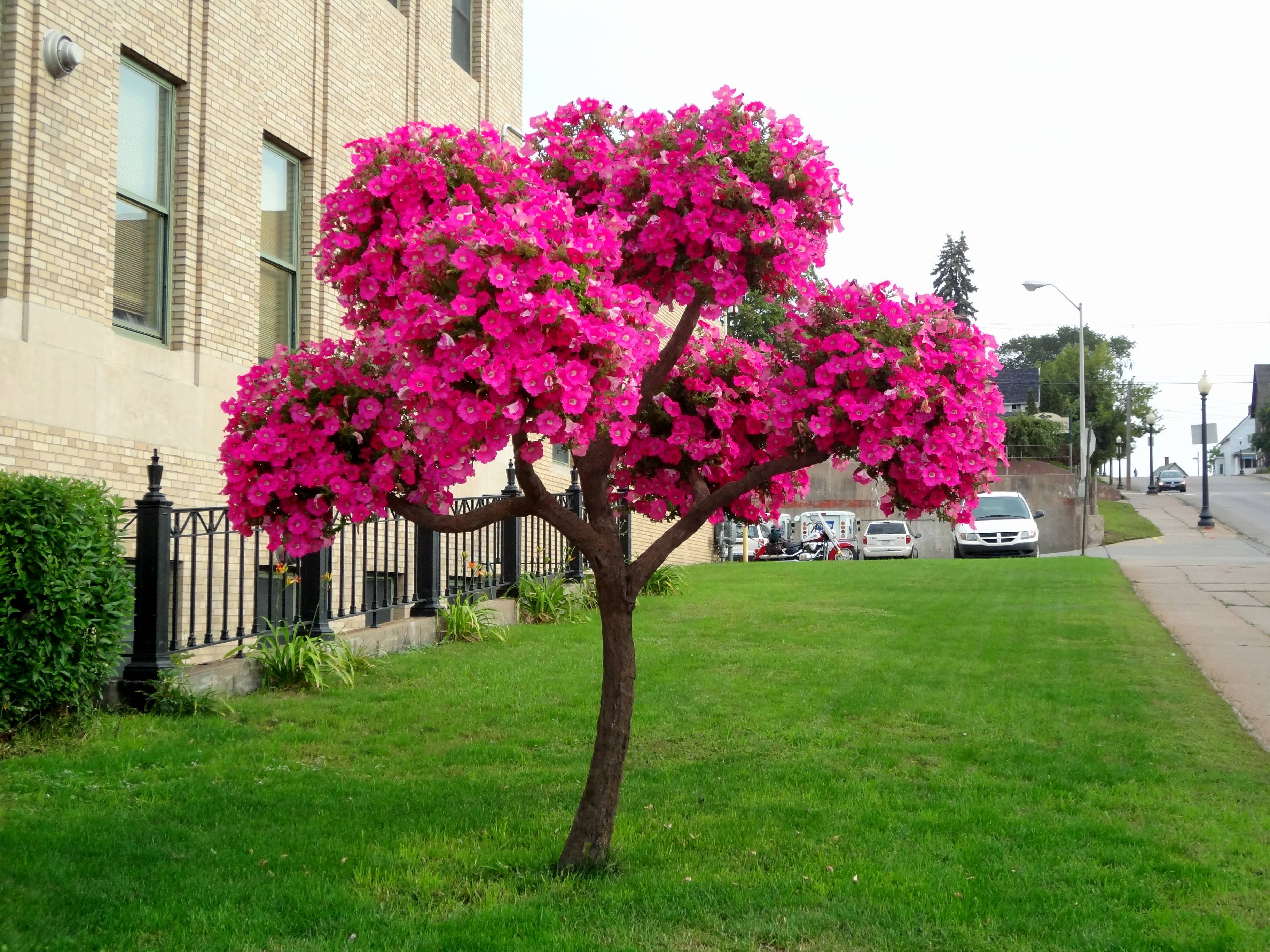 Цветущие деревья: названия с фото и описанием