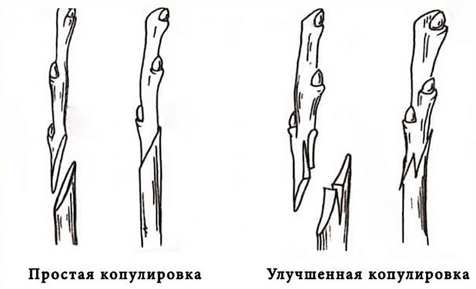 Использование прививки для создания плакучих форм деревьев — floraprice.ru