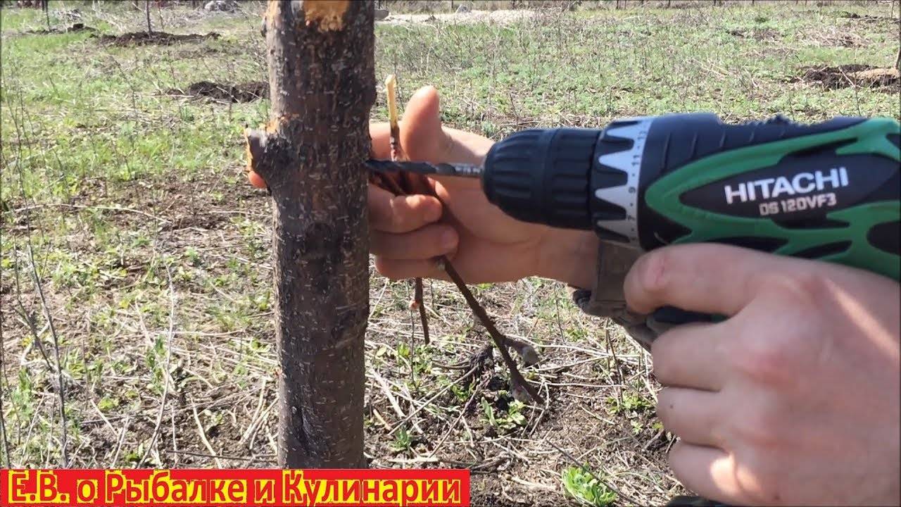 Как с помощью дрели привить дерево