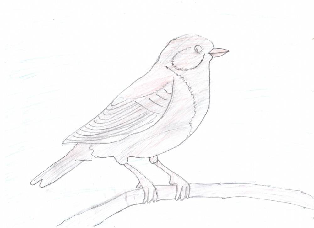 Как нарисовать птиц: легкое поэтапное рисование перьев карандашом для ребенка или начинающего и нарисованные шаблоны для этого