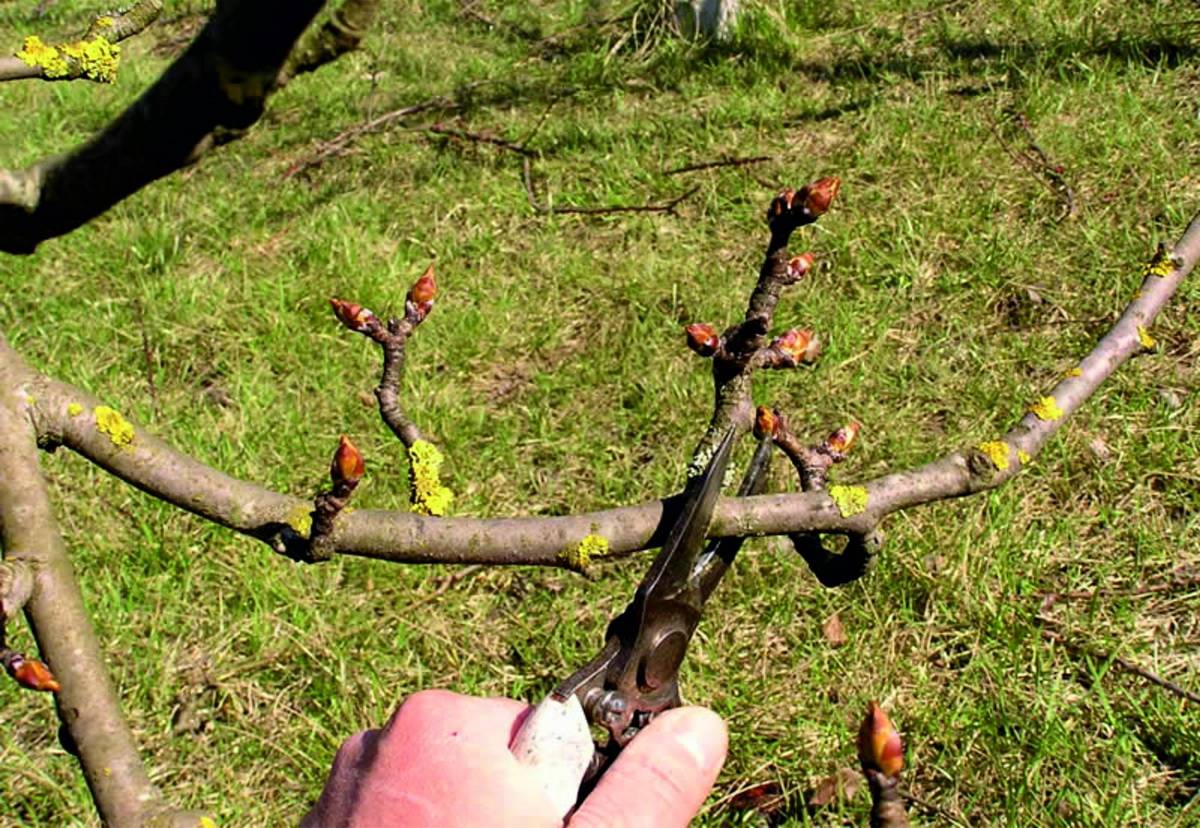 Как заставить яблоню плодоносить и цвести