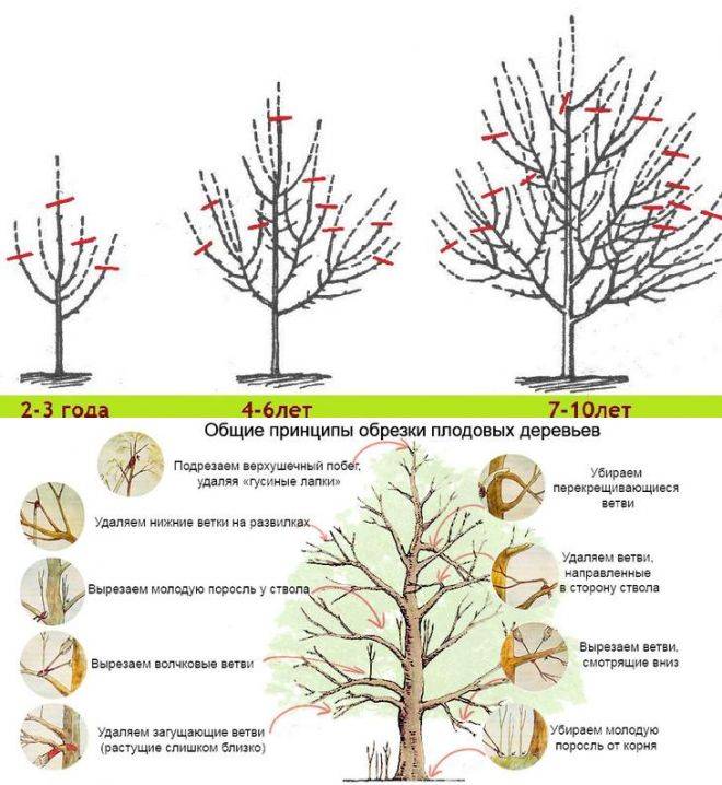 Как обрезать деревья осенью: пошаговая инструкция, схема обрезки, сроки
