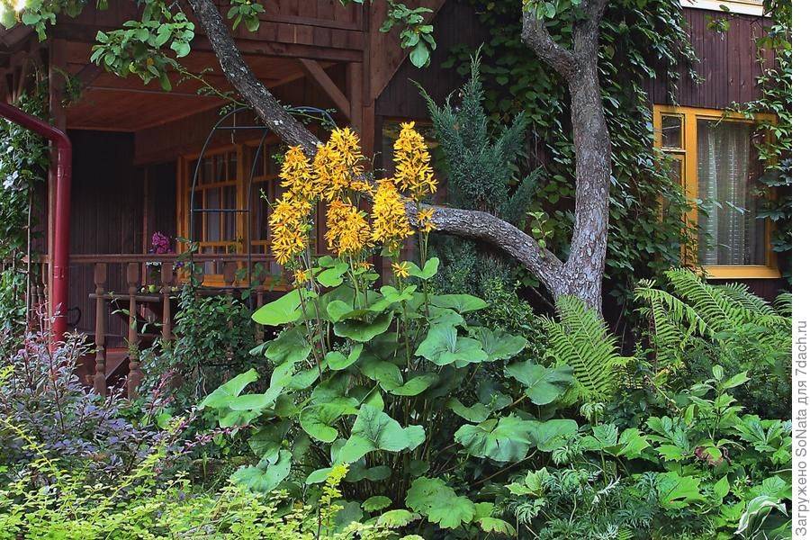Сад для ленивых: 10 золотых правил для ленивого садовода