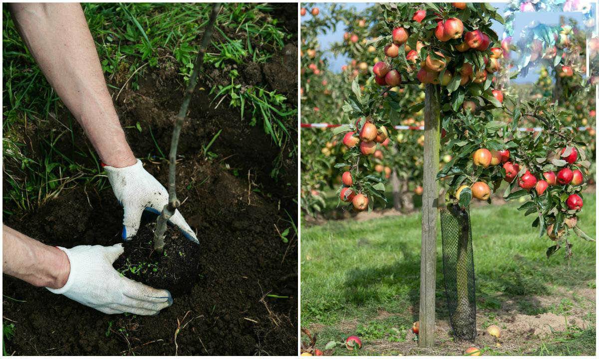 Как вырастить яблоню из семечка в домашних условиях и можно ли