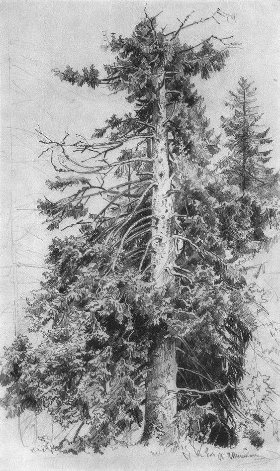 Как нарисовать дерево поэтапно карандашом - создание эскиза, мастер-классы по рисованию дуба и сосны, фото идеи
