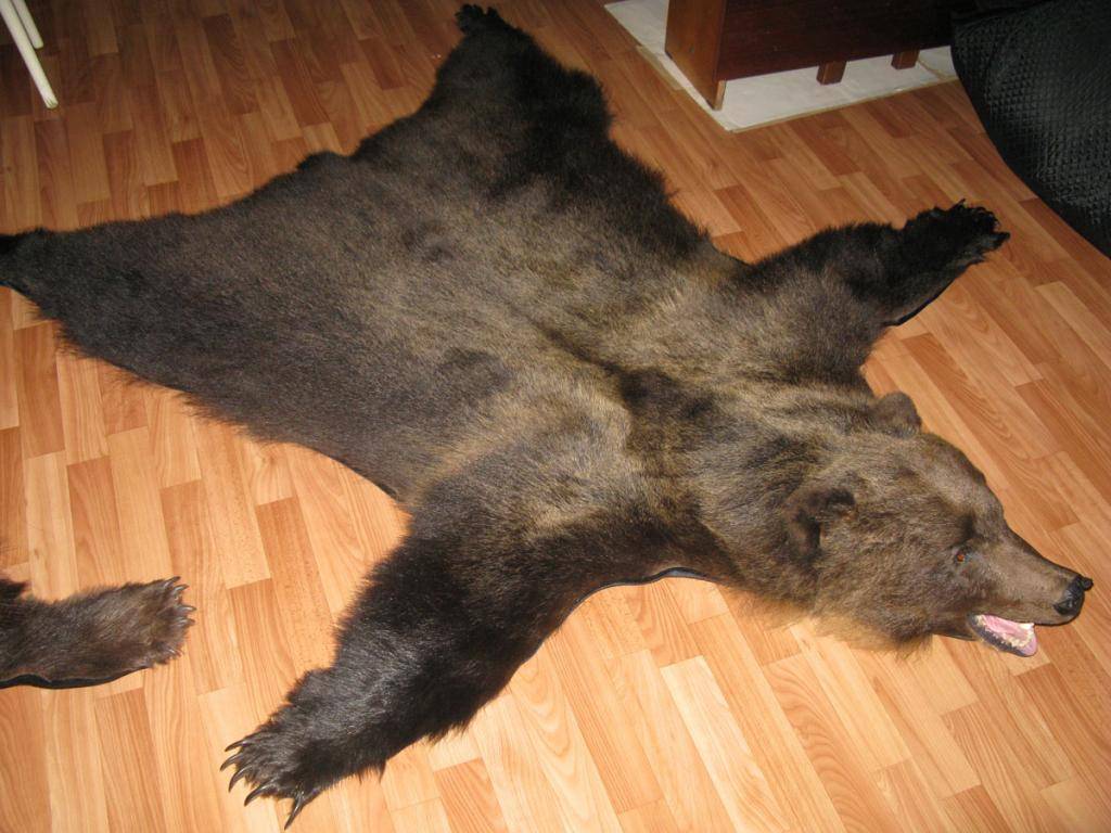 Выделка шкуры медведя в домашних условиях: подробное описание технологии