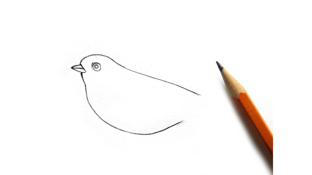 Как нарисовать птицу своими руками поэтапно: мастер-класс по созданию рисунков карандашами или красками