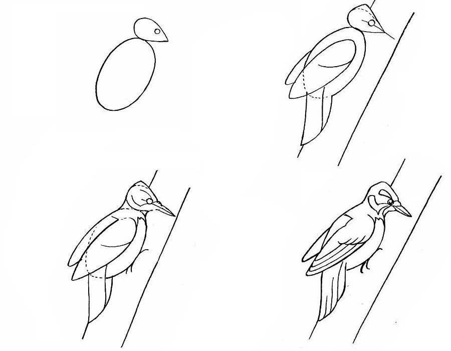 Как нарисовать птицу своими руками — пошаговый мастер-класс для начинающих. учимся рисовать птицу на ветке