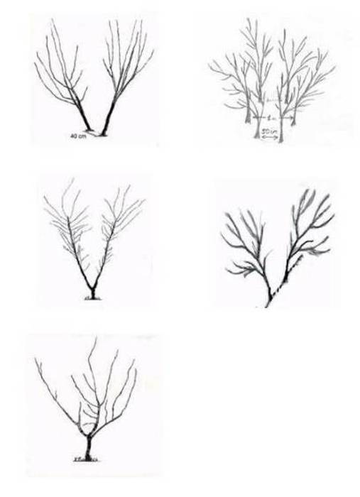 Как нарисовать дерево поэтапно видео уроки рисования для детей и начинающих » рисуем деревья карандашом, акварелью и гуашью